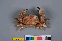 藏品(扁平霍氏蟹)的圖片